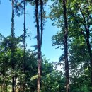 폭염 속 우면산 무장애숲길을 걸으며 ＜3＞ 이미지