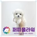 강아지분양 애견분양 퍼피플라워 중랑점 이미지