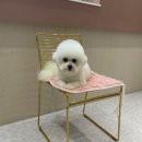 댕스살롱 이미지