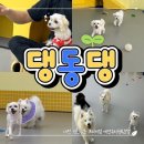 댕동댕 유치원 | 대전 원신흥동 강아지 유치원 [댕동댕] 유치원/데이케어 솔직후기, 대만족!