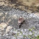 동심(童心)2 이미지