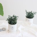 블루버드 이미지