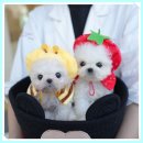 홍스부엌 | 포항애견분양 홍스퍼피 직접 다녀온 후기