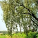 버드나루로 이미지