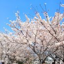 씨유괘법광장2호점 | 부산 사상 삼락생태공원 벚꽃 편(feat. 낙동강 정원 벚꽃 축제)