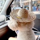 금왕빌리지 | 220625. 천안 프렌즈애견빌리지로 떠난 휴가