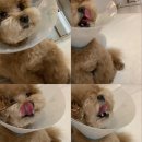 쿨펫동물병원 킨텍스점 이미지