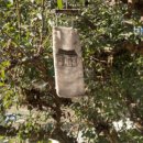 구례옥잠 이미지