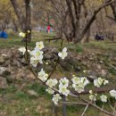 정도 태권도 경찰특공무술 | [공지] [이천 산수유 축제] 3월 30일 실시간 개화율 80%↑ 이번 주말 만개 예상 명소 BEST 5
