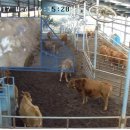 쑥쑥한우농장 이미지