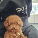 부산강아지분양 유독, 직접 다녀와본 솔직후기
