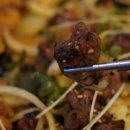 별들의 기침 이미지