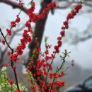 산골오리 이미지