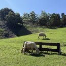 철수농장 | 대만 타이중 근교 여행 필수 코스 🐑 '대만의 알프스' 칭징농장 완벽 총정리 ✨(대중교통으로 가는법)