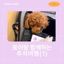 완도어반 | 배로 제주도! 반려견 동반 제주여행 후기🐾 (완도모노레일, 완도타워, 완도어반, 완도항여객선터미널)