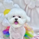 야옹아멍멍해봐 리딩샵 이미지