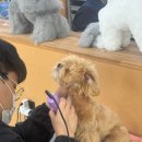 이지애견미용학원