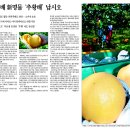 나주하늘梨(추황배)와 금촌추(김장용)를 만나는 시간을 만드세요. 이미지