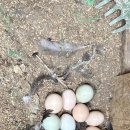 4월10일 무정란을 유정란으로 교체하다(자연부화 프로젝트3) 이미지