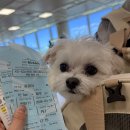 KG(케이지) | 제주도 강아지 비행기 탑승 후기 ㅣ 에어부산, 탑승 시 체크사항 총정리