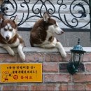 멍멍이집 이미지