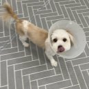 발리애견호텔 이미지