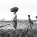 무논의 노래 이미지