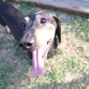 코코애견펜션 이미지