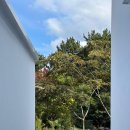 목하제주 | 제주 동쪽 펜션 숲안에서 힐링한 목하제주 우정여행 후기!