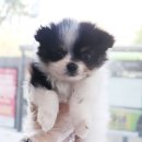 내품안의 반려견 김포점 이미지