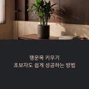 초보 가드너를 위한 여름 식물 인테리어 | 행운목 키우기, 초보자도 쉽게 성공하는 방법