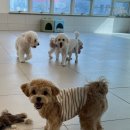 김해애견호텔 강아지유치원 맘바이 김해점 이미지