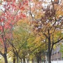 소나무언덕1호 이미지