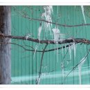 원조영양탕 이미지