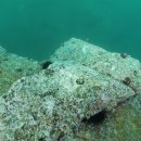 숲 바다 이미지