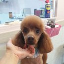 루비펫살롱 이미지