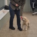 반려동물행동교정사 | 더 깊이 배우고 싶어진 이유, 생생한 반려동물행동교정사 수업 후기