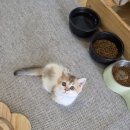 고양이가정분양 자체브리딩 니팅캣 | 오산고양이분양 브리딩 기준까지 공개하는 곳