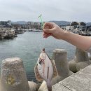 해변 낚시마트 | 포항 낚시 포인트 추천 ( 조사리 방파제 /도다리 /초보 낚시 /조사리 간이해변 )