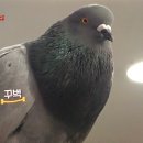 비둘기미용실 - 달서구 | 비둘기미용실