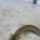 월향농장 이미지