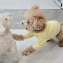 석촌유치원 이미지