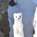 담비