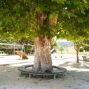 운수초교병설유치원 이미지