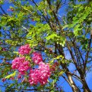 아카시아 이미지