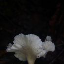 흰꾀꼬리버섯 =＞ 흰털깔때기버섯 이미지