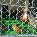 너구리와 여우소굴 이미지