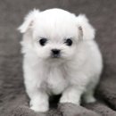 좋은강아지 이미지