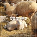 목장장 | [양평 아기랑 갈만한곳] 양평양떼목장 내돈내산 솔직후기