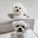 미자애견 | 당진 애견미용 잘하는 곳 :: 강아지미용 추천 하이그루밍 비숑컷 후기